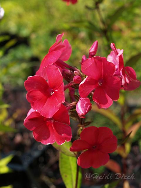 Phlox Rotball_2.JPG